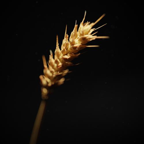 Detailed Wheat Stalk with Animation preview image